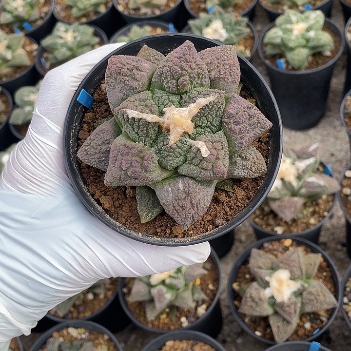 实生紫肌龟甲福利