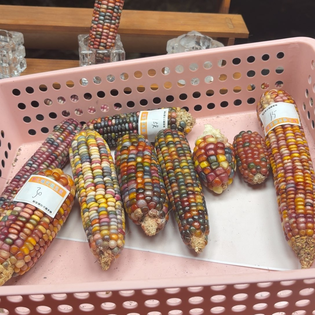 星***辰我玩我我玩我玩我我