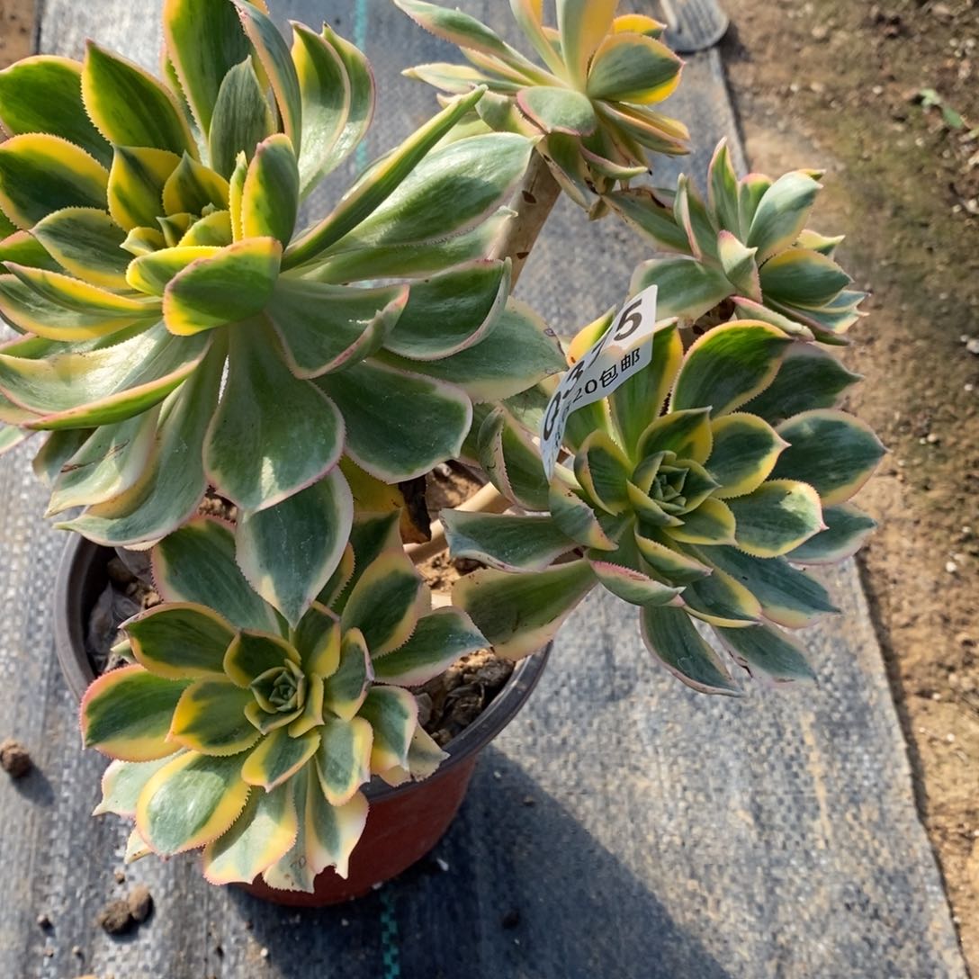 375灿烂多肉植物