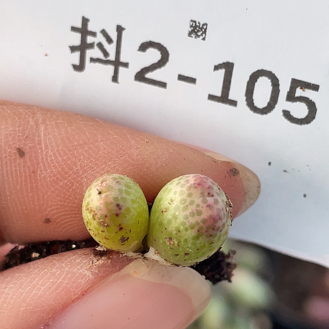 2-105草莓斑马苗肉锥