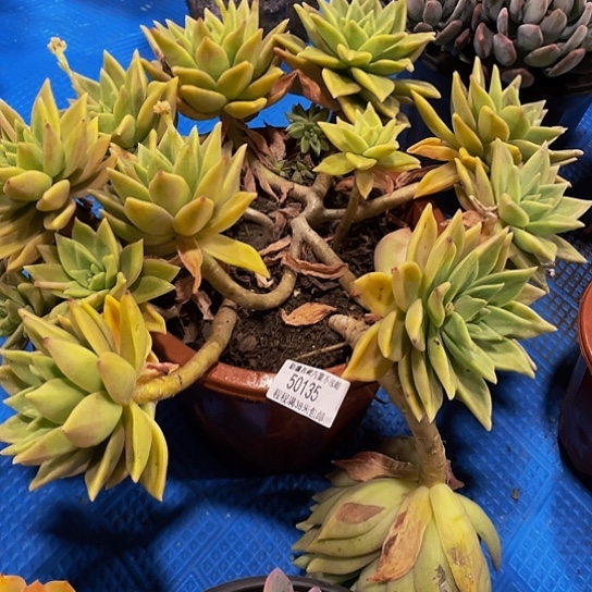 笨**?表丽娜50135多肉