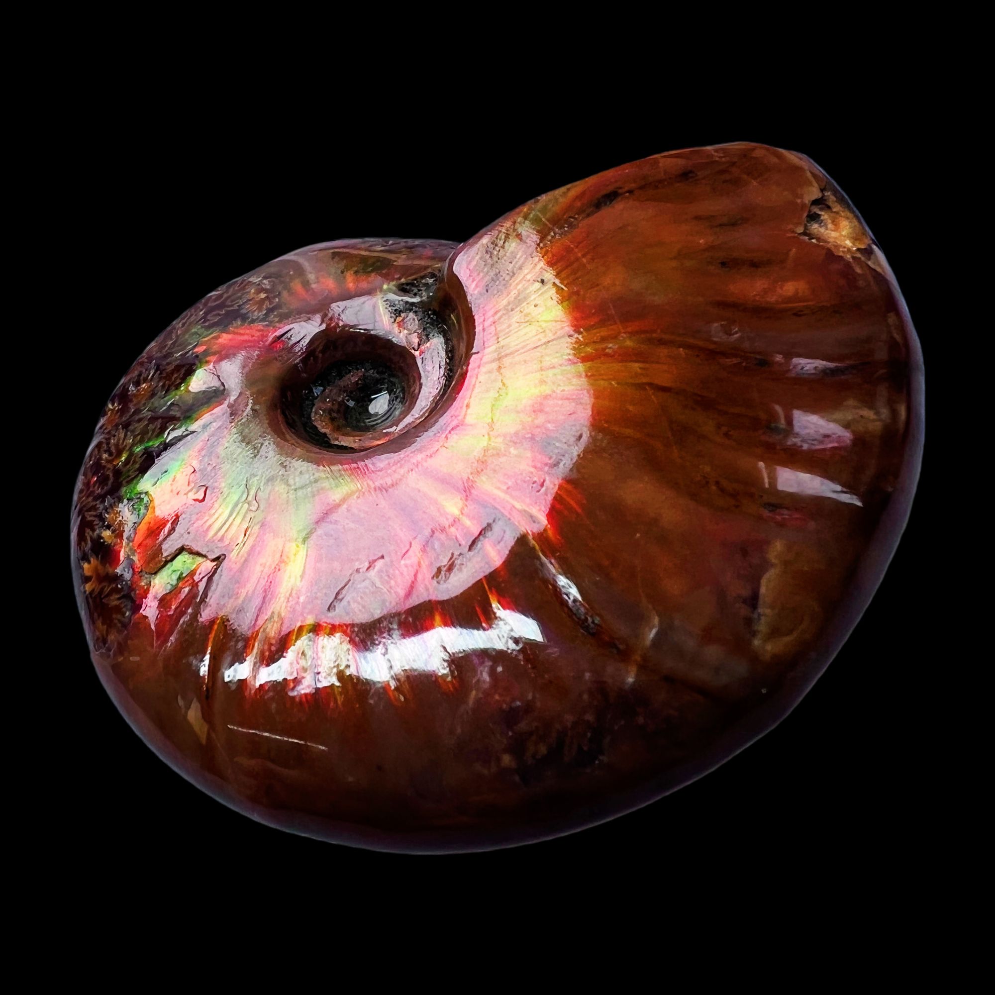 【 叶菊石（火凤凰）】55.6mm 马达加斯加 古贝壳 N-50 创意饰品 A86