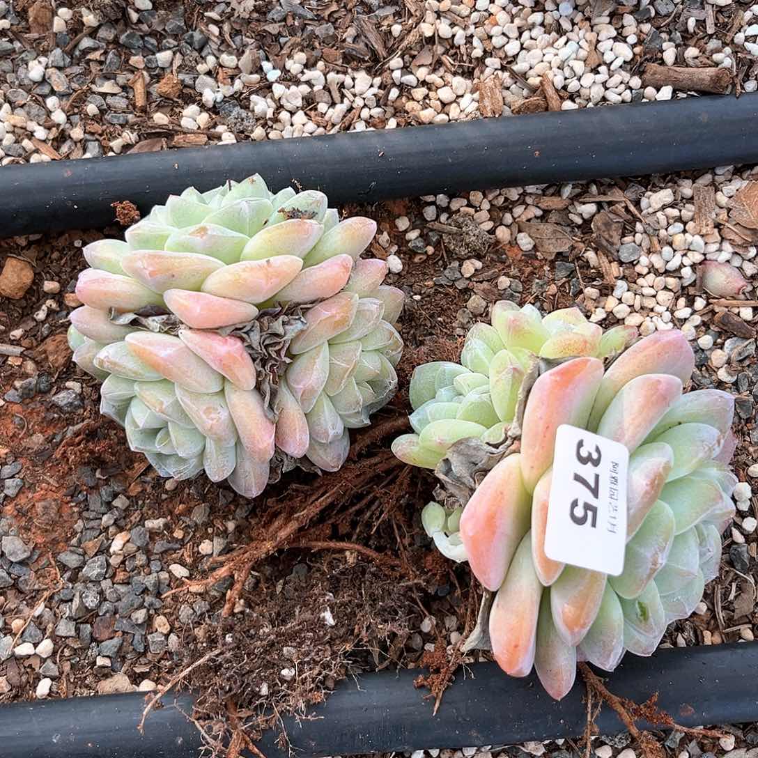 阿雅园艺。           带桩375