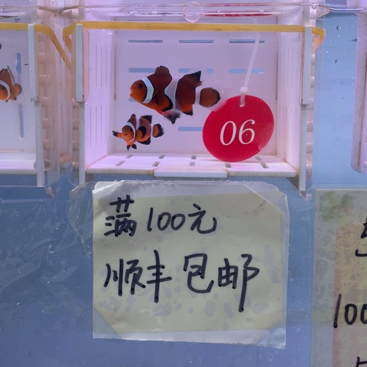 海水鱼精品公子礼服2条3-4