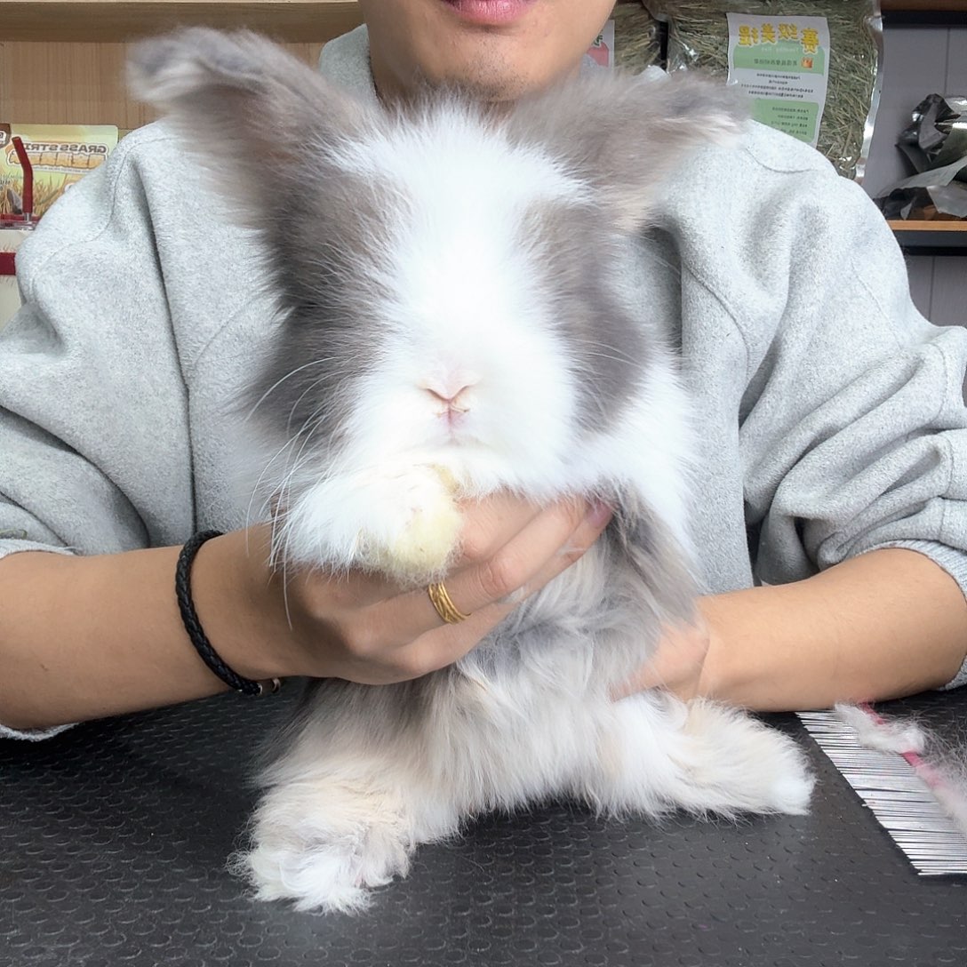 安哥拉德系道奇 妹妹