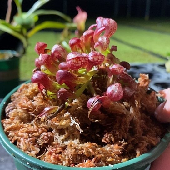 完全开放眼镜蛇瓶子草加仑盆