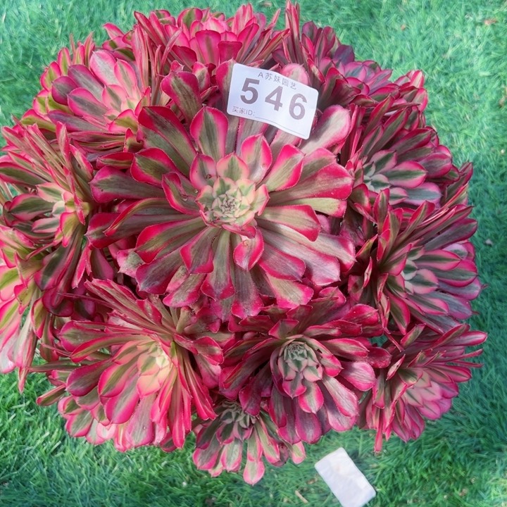 完全开放546红铜白法师