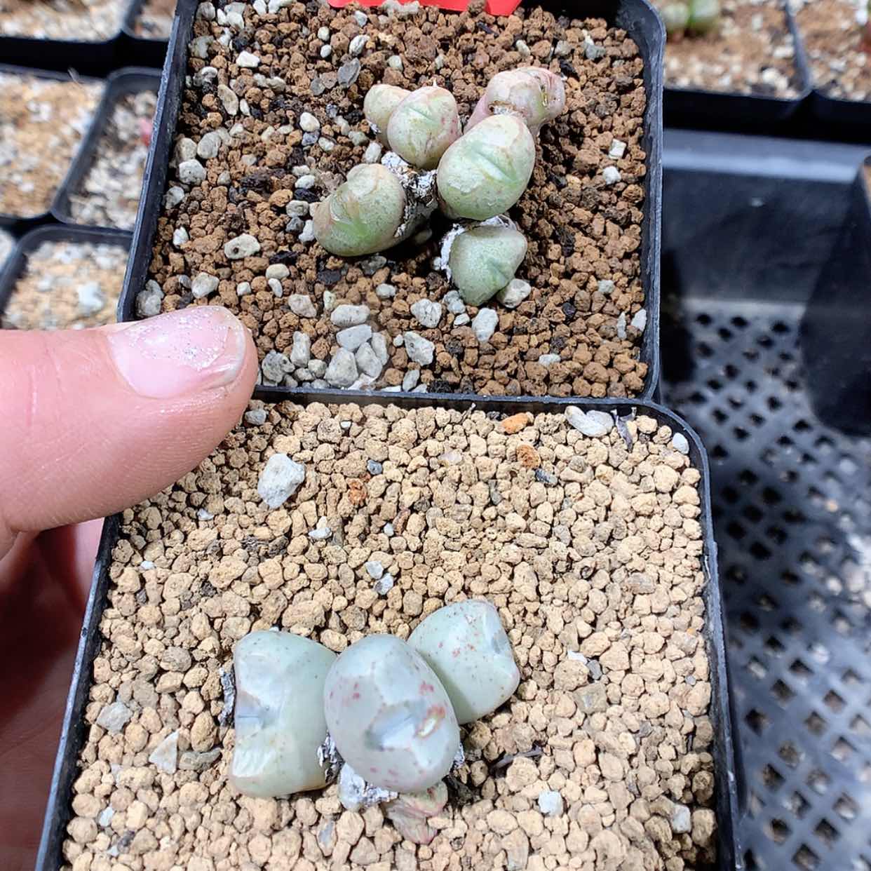 【闪购商品】2-13-19 奇葩组合 25