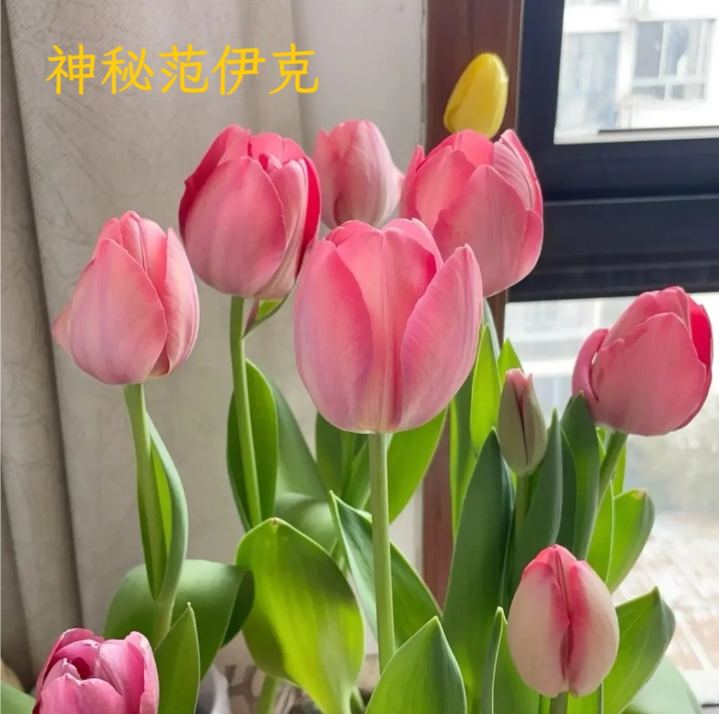 荷兰进口郁金香自然球 地栽盆栽水培耐寒庭院阳台多年生花卉  