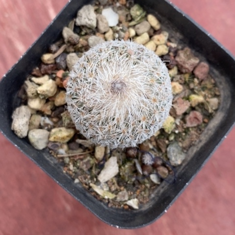 月世界单2仙人球