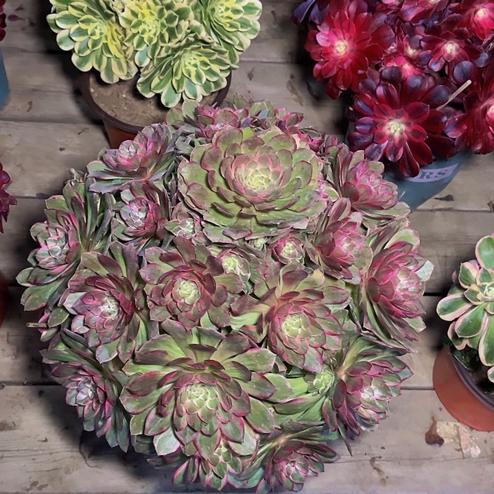 梵瞳园艺莲花座012