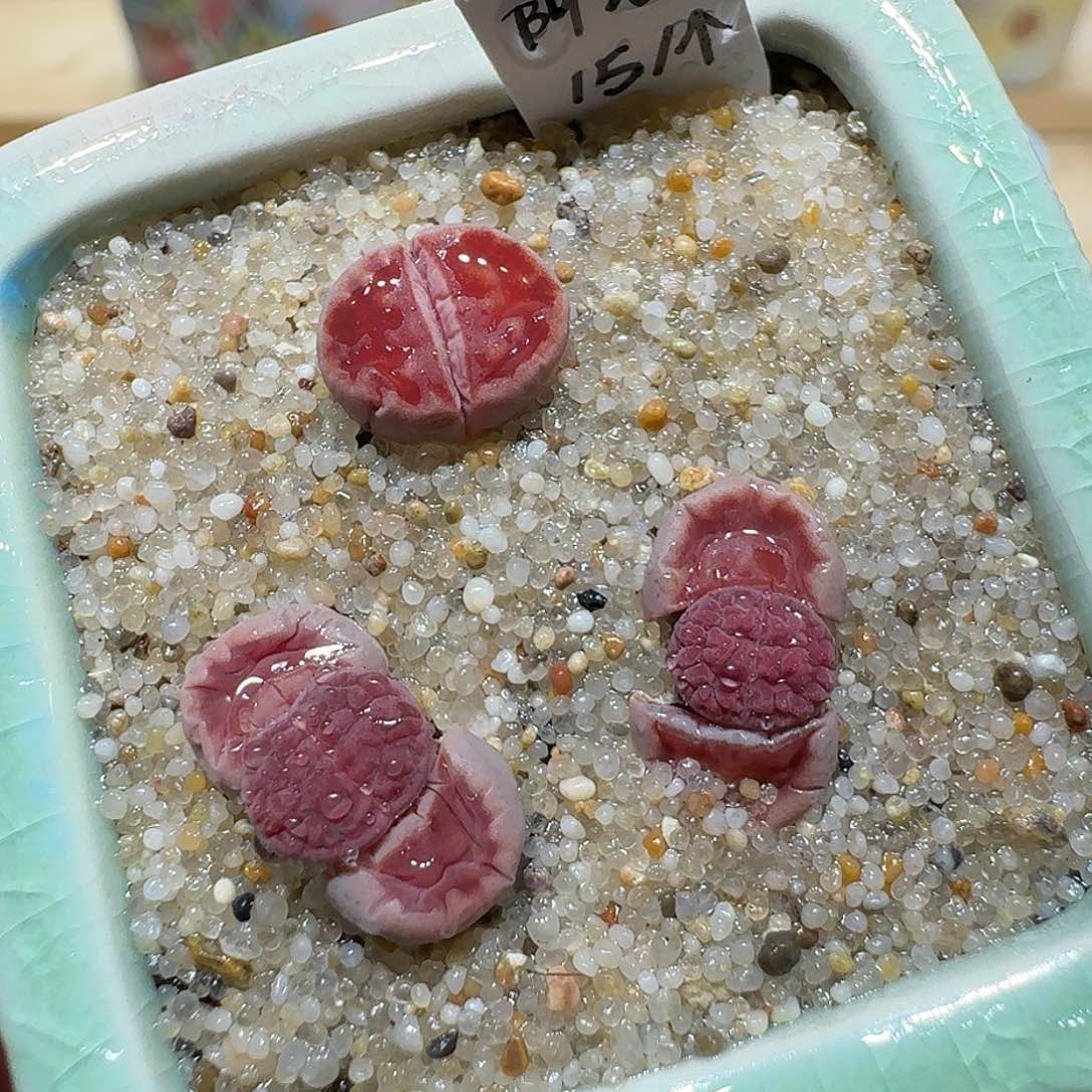 红陶蘑菇840阿克塞尔玫瑰