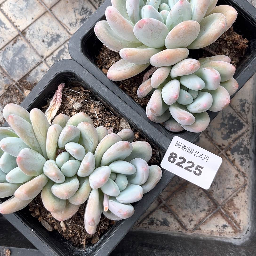 阿雅园艺。     8225