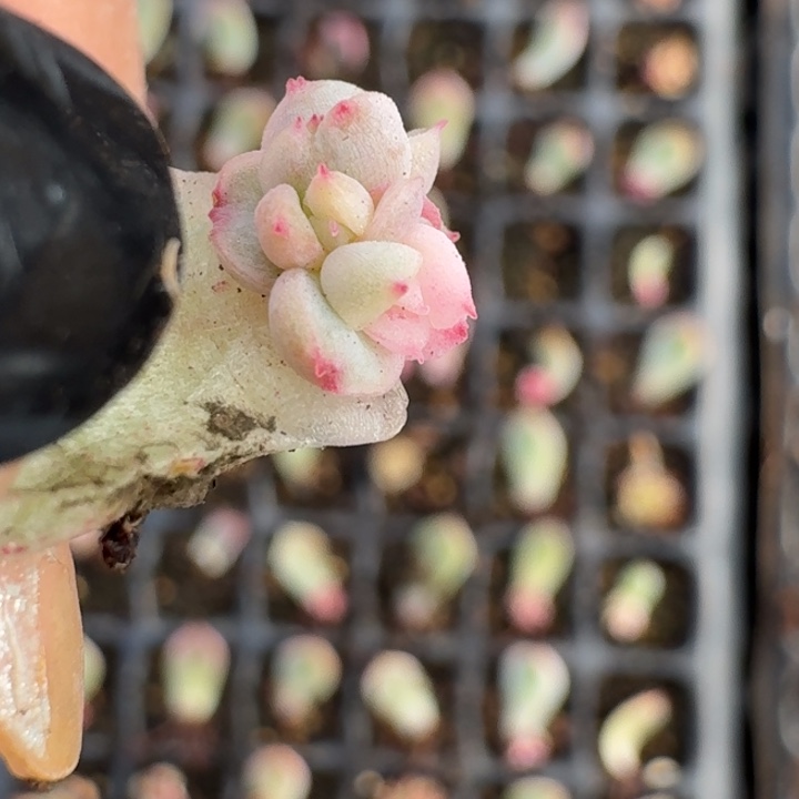 紫玲珑叶片一物一拍254