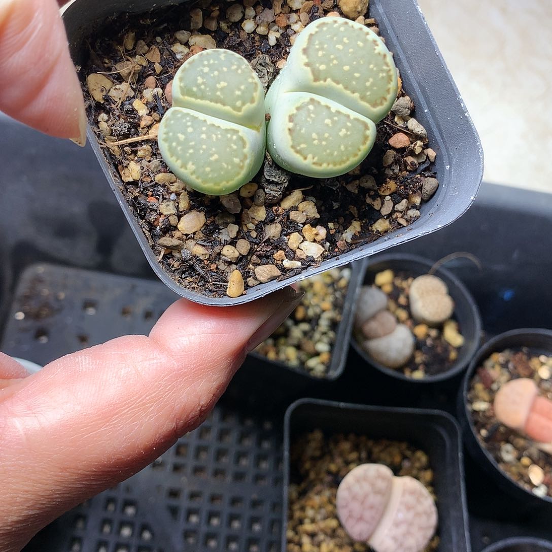 小*鱼G60多肉植物保护研究所