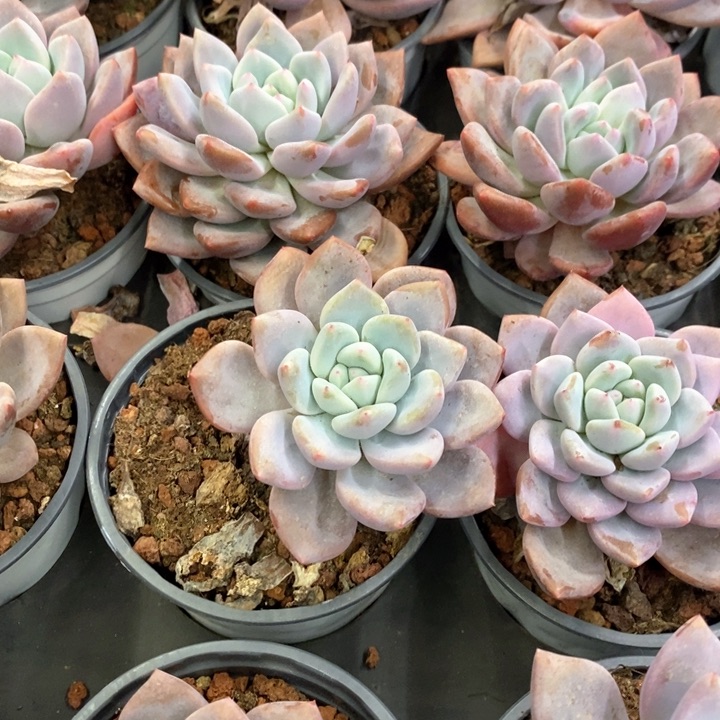 92。奥普琳娜。单头。