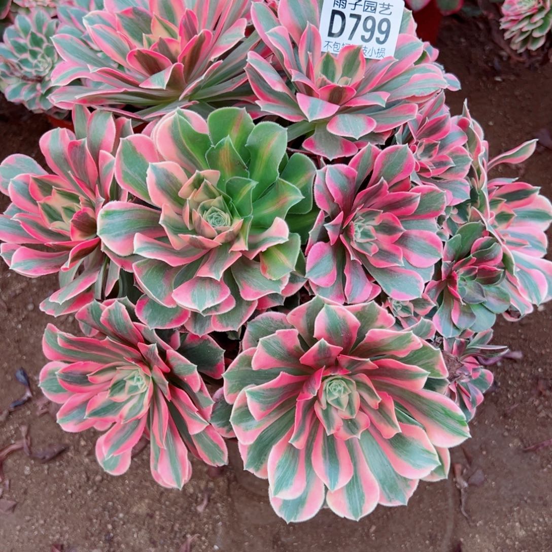 799粉女妖雨子多肉植物
