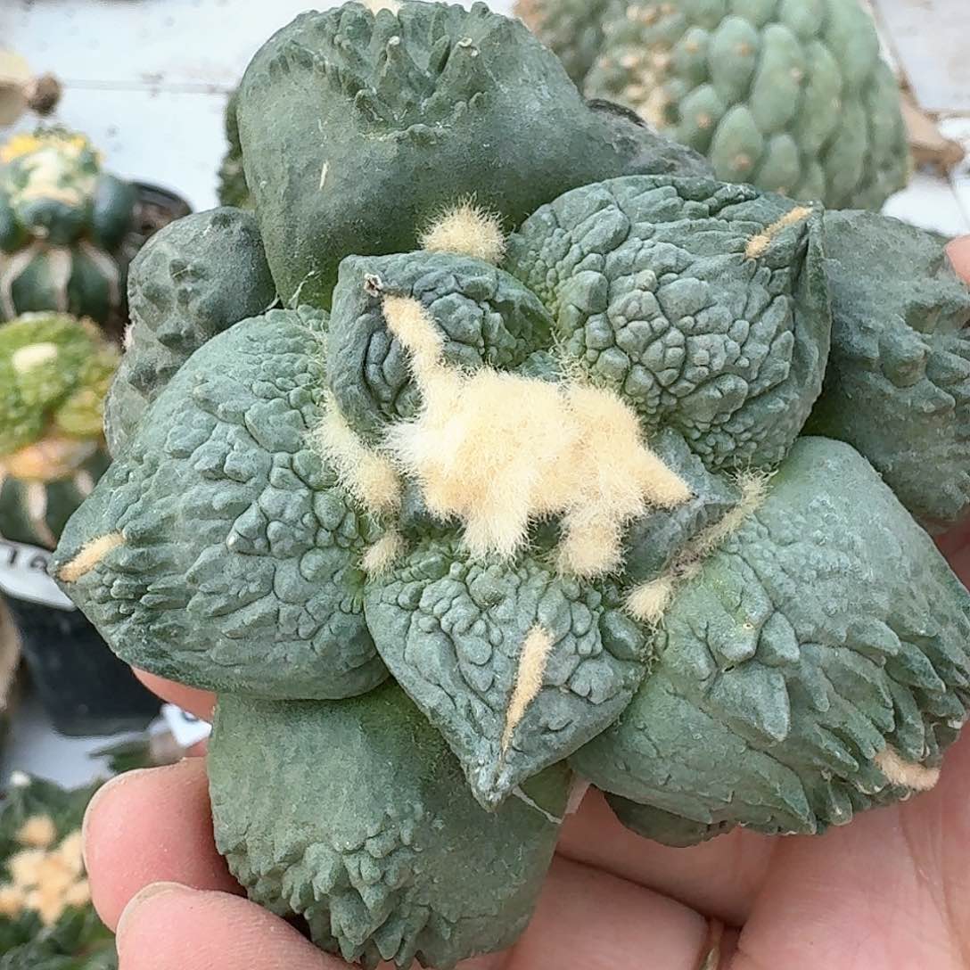 【闪购商品】白肌细腻淘