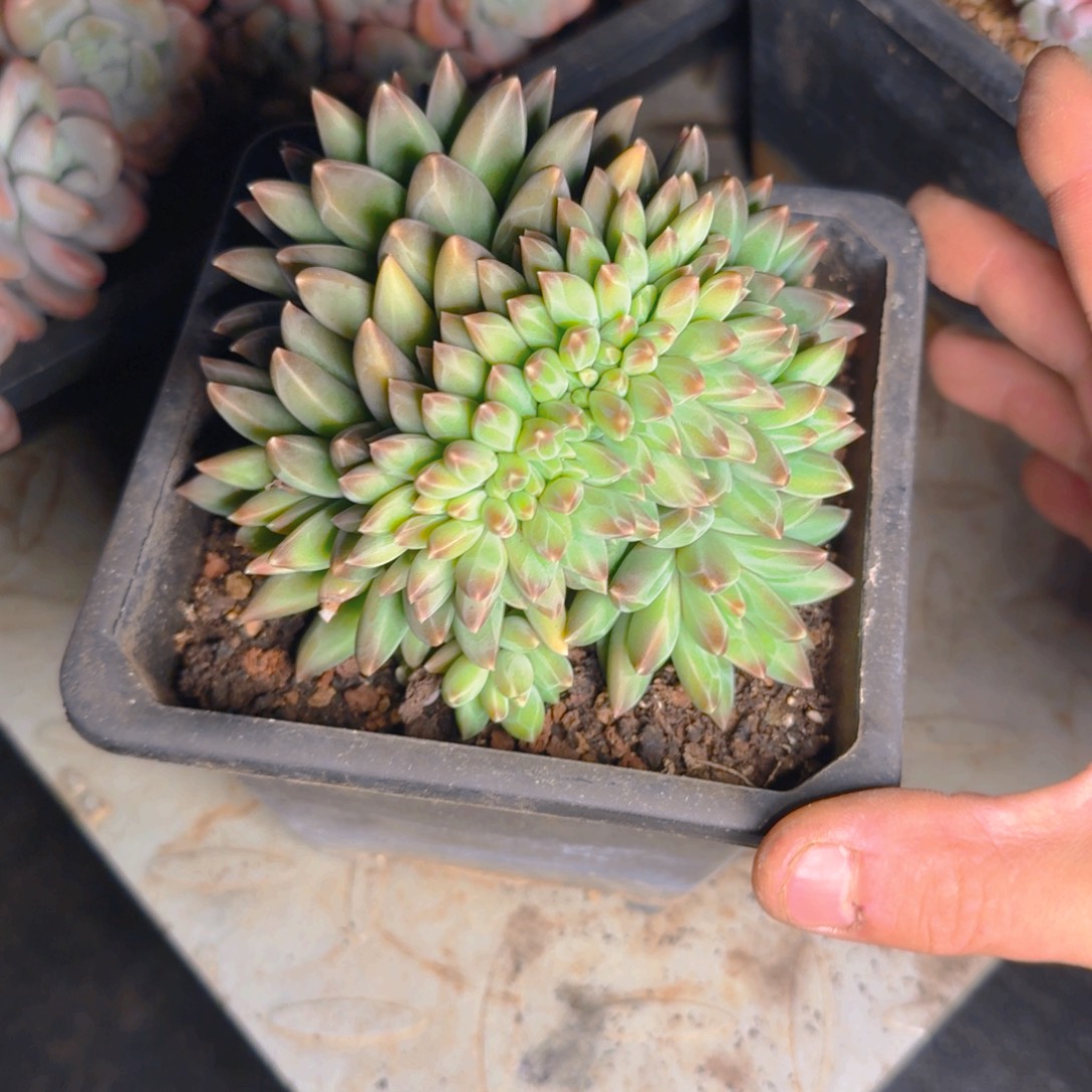 七彩美人多肉缀福利