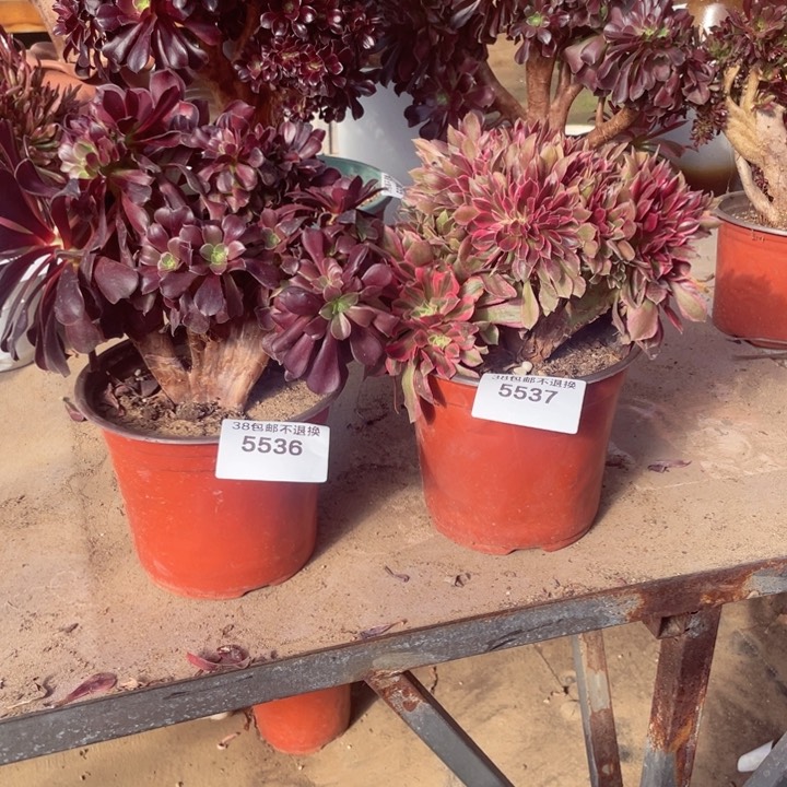 岁**歌5536，5537，欧紫缀+女神缀