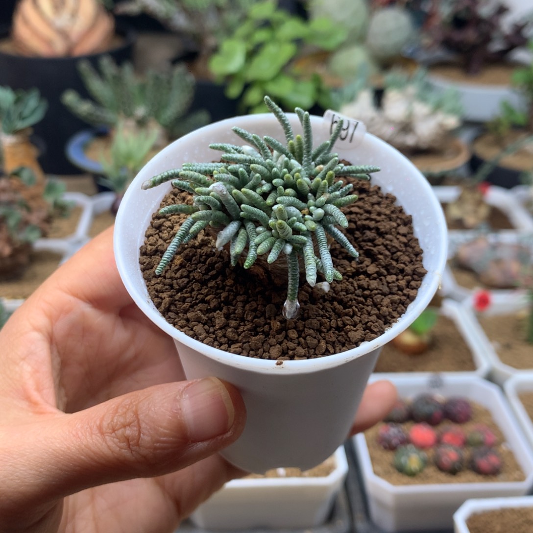 红花韧锦带盆多肉697