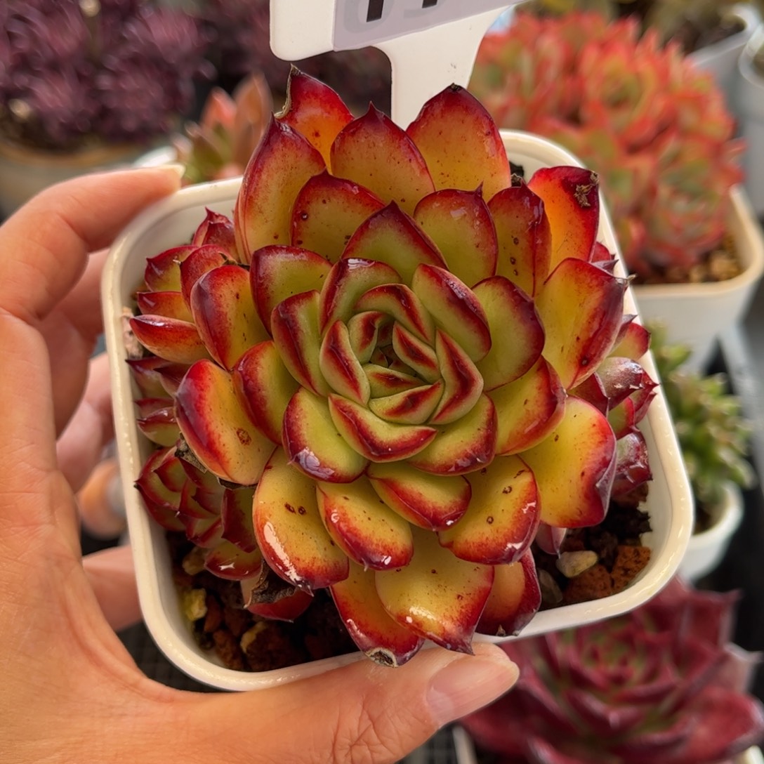 1133 天冷必拍保温箱