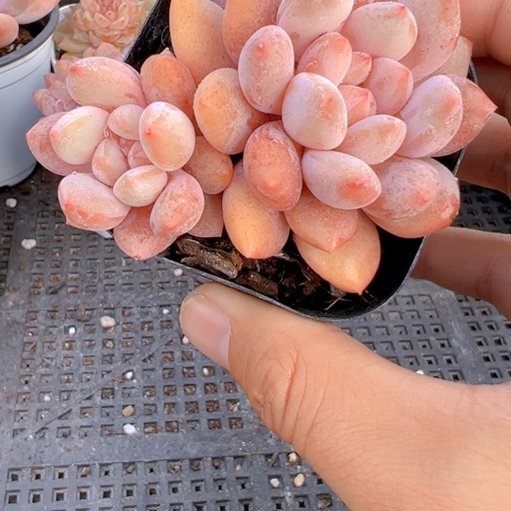 双头半夏【一物一拍】香尔卉园艺