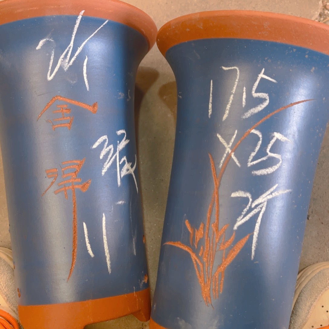 紫砂11号……………………………………