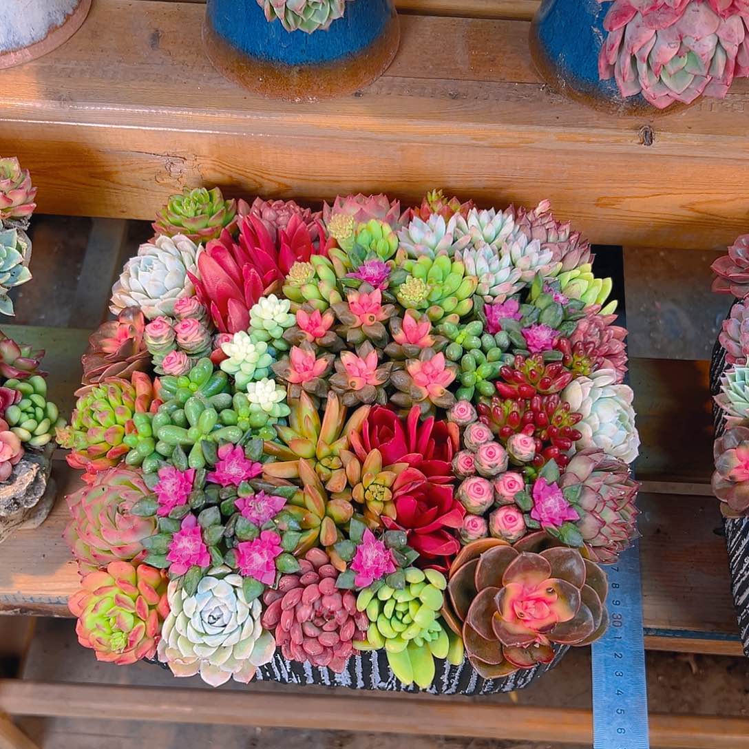 大四方多肉组合花园