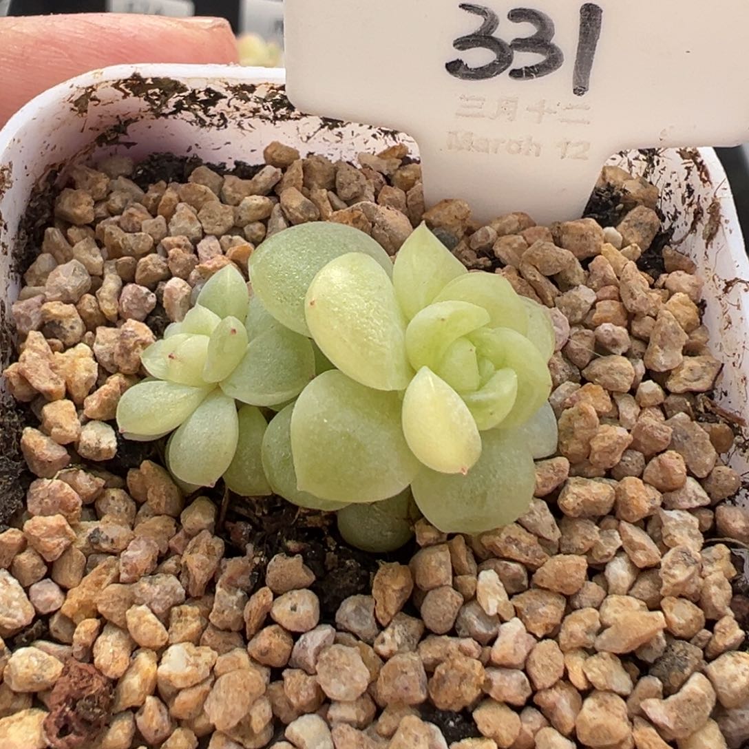 331号皛皛 晗雨多肉