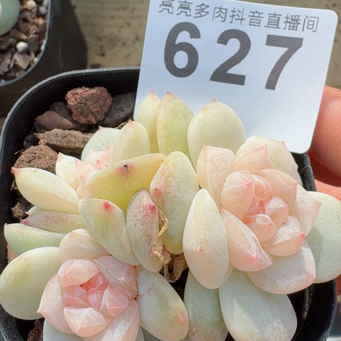 梨花白         精品多肉