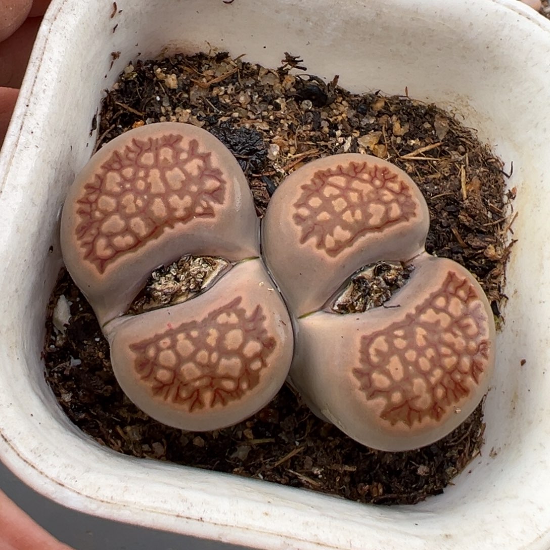 2.7好看的多肉820