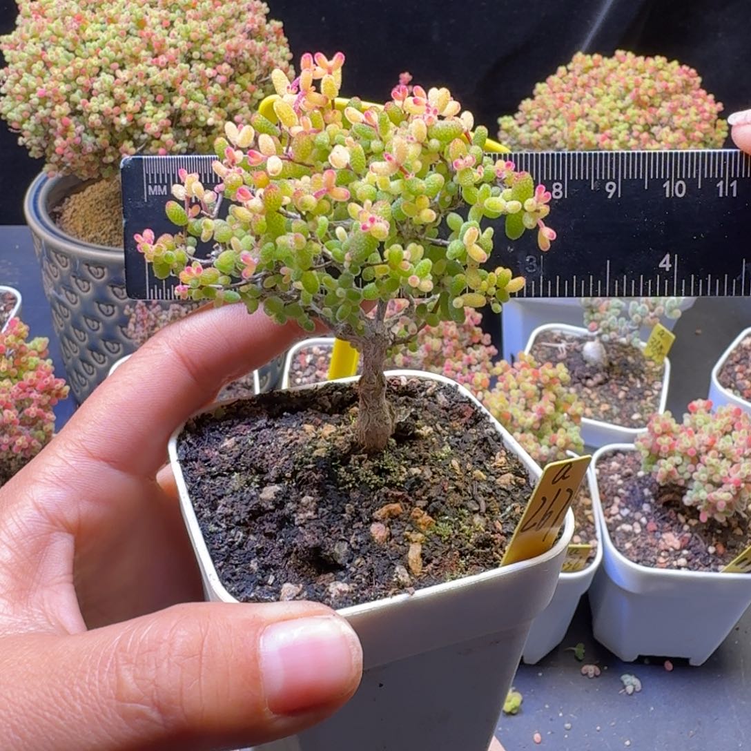 a267号糖球锦假飞机猪冠服6