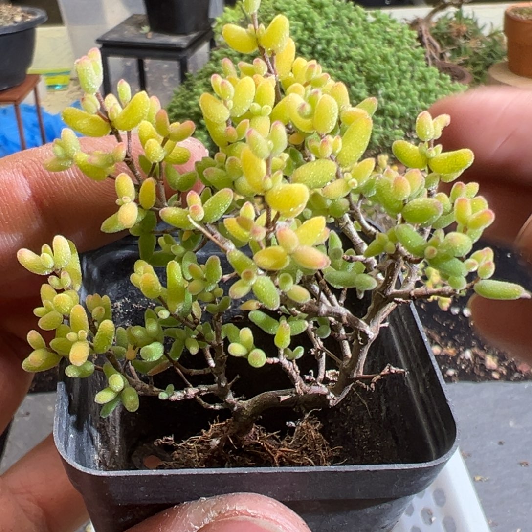 糖球奶油覆伦锦55杯老桩福利