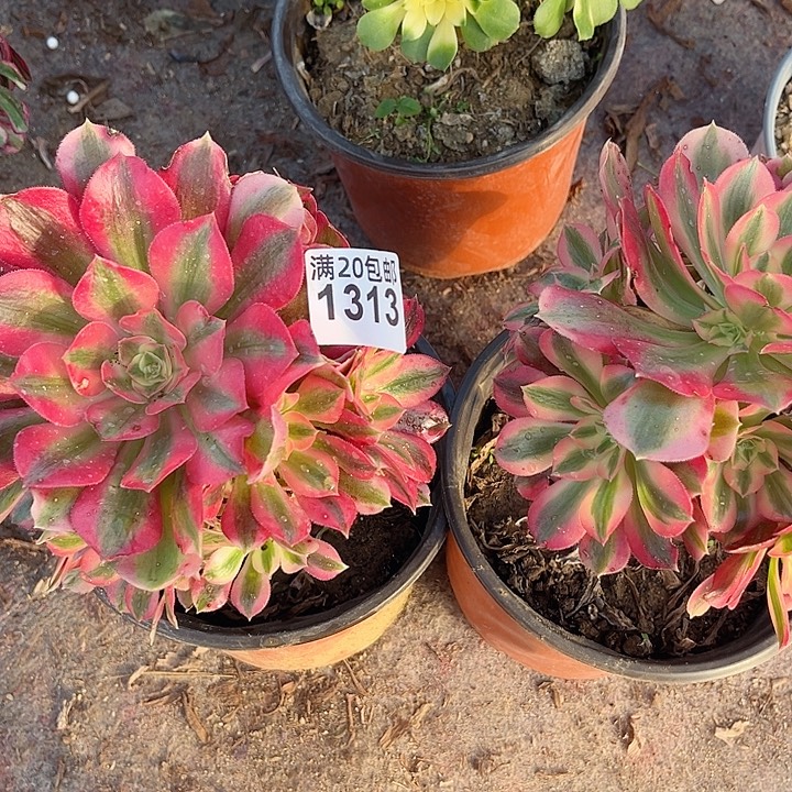 两颗粉女巫法师1313