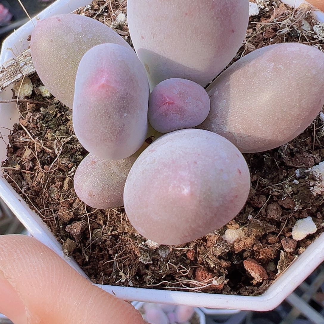 米可奶19包邮多肉植物