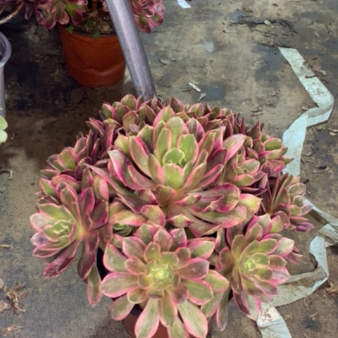 浣纱多肉植物010