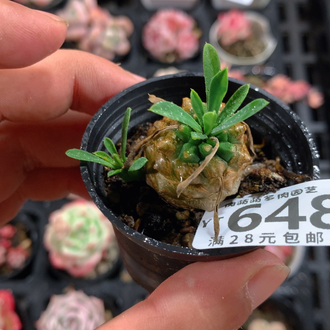 5CM拇指盆精控多肉YT648