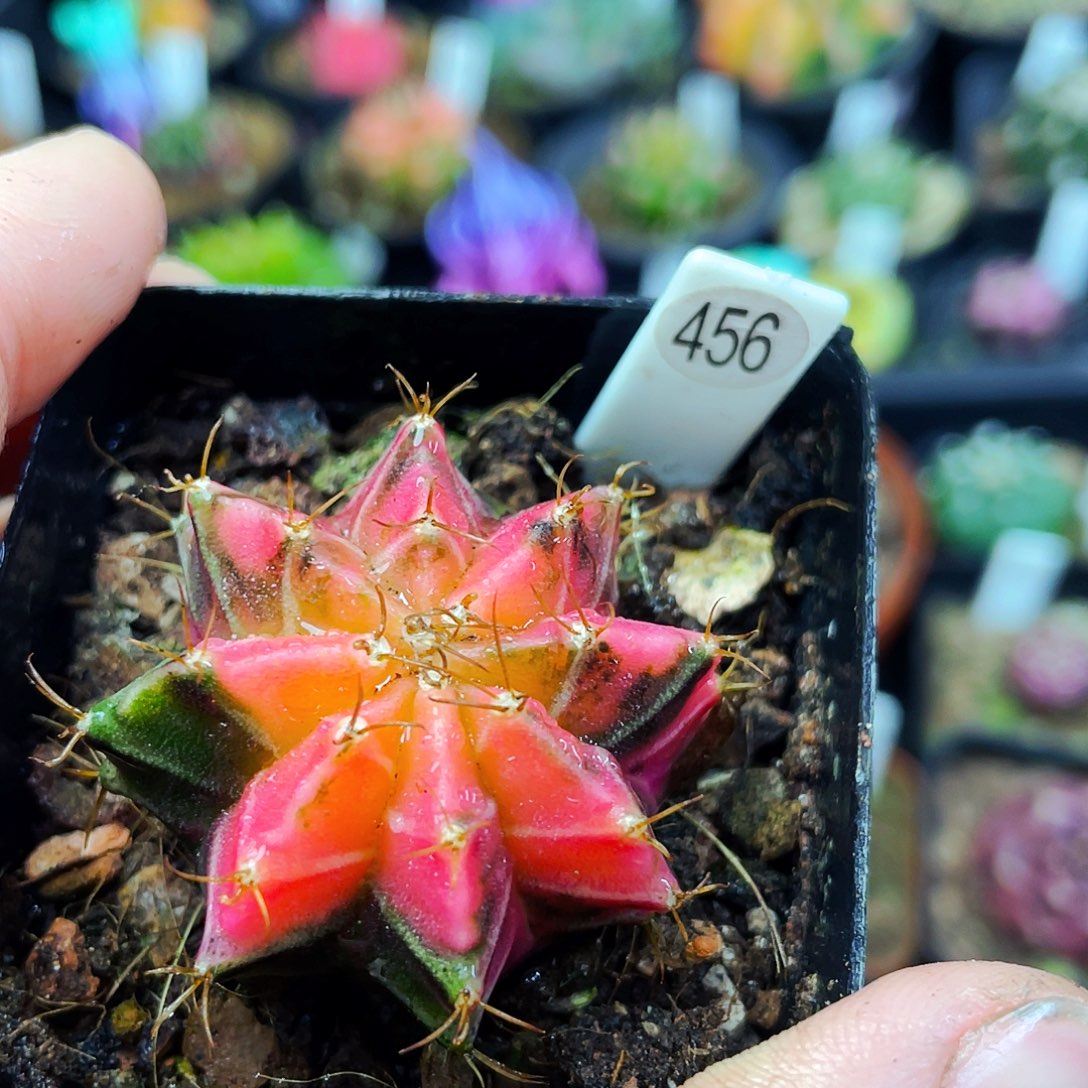 非偏远地区满25包邮仙人球