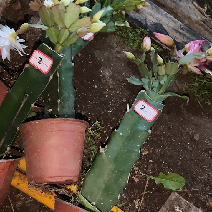 曈****，2号带盆005.082，