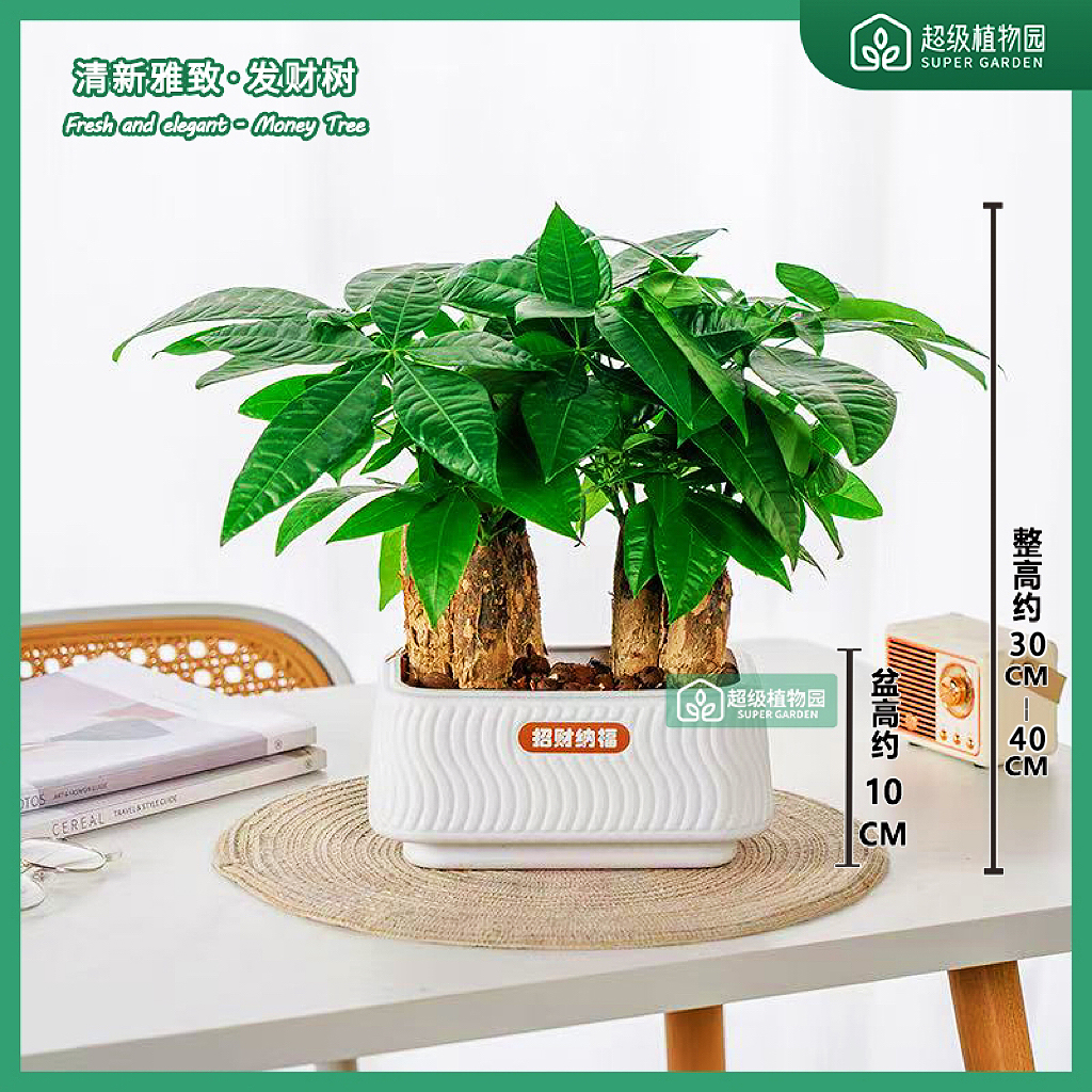 【六杆发财树】发财树室内盆栽绿植客厅办公面四季常绿净化空气绿植