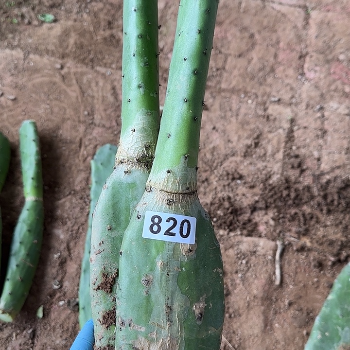 高***姐无花朵胭脂老桩820