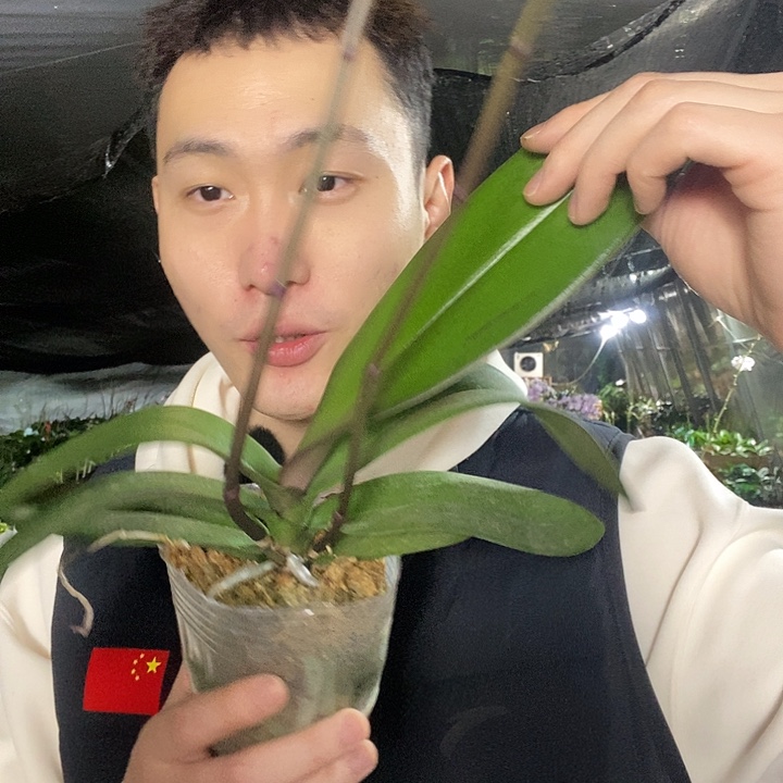 无花朵密尔沃基蝴蝶兰