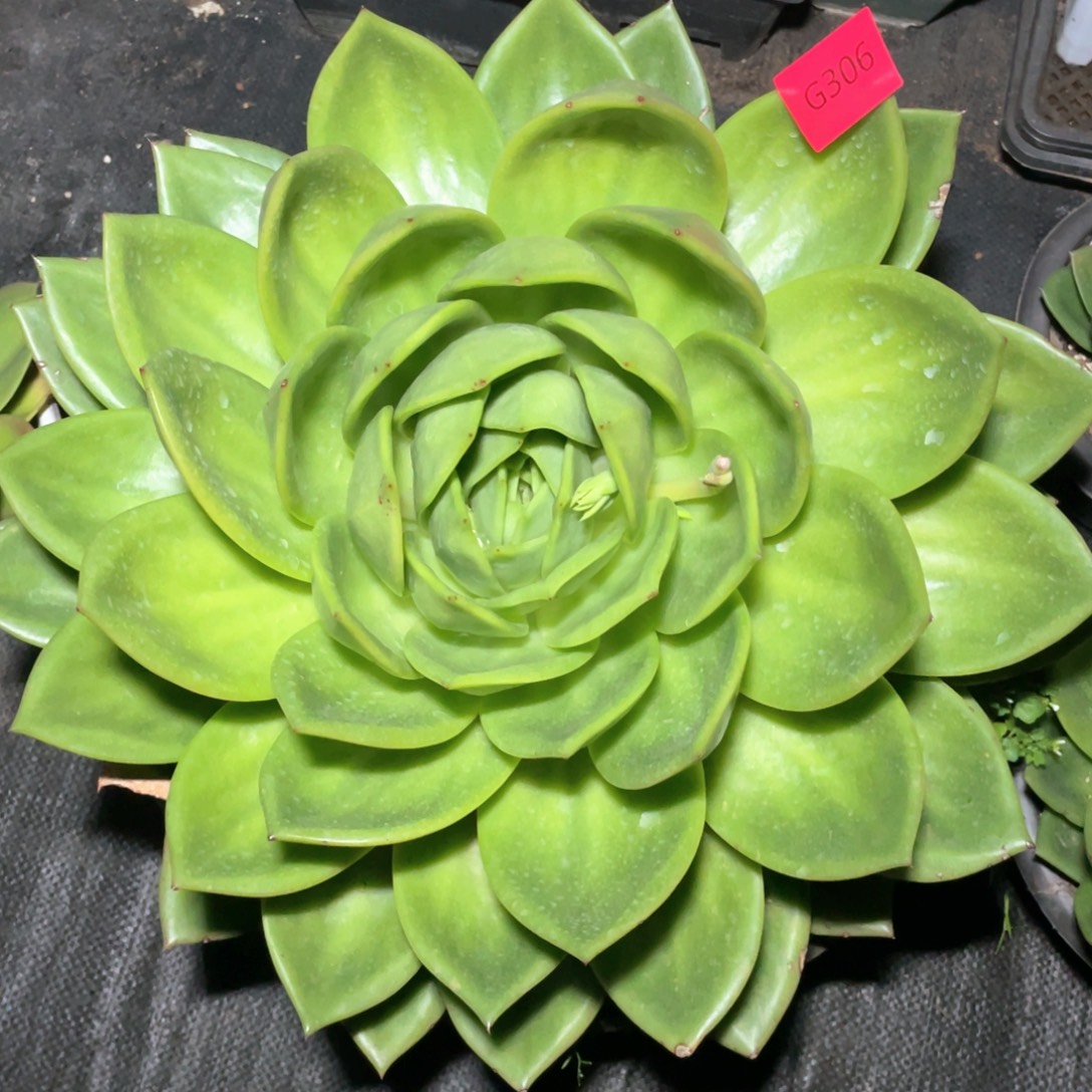 冰****多肉植物多肉植物306