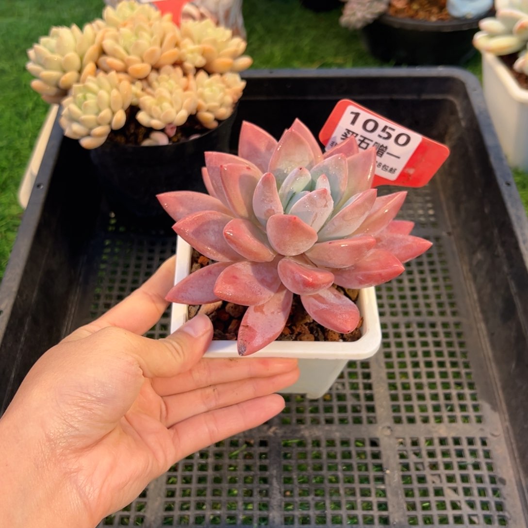 表妹精品多肉1050.