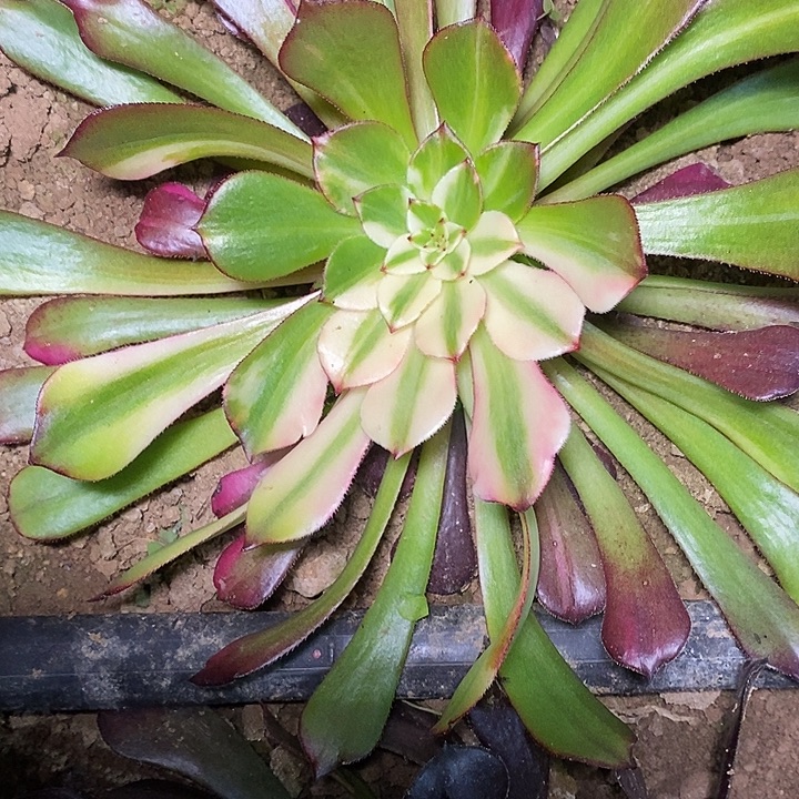 多肉植物保护研究所