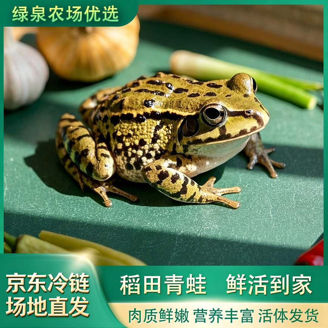 【鲜活特大蛙】生态稻田青蛙 衡阳鲜活麻拐 田鸡 京东冷链 青蛙鲜活