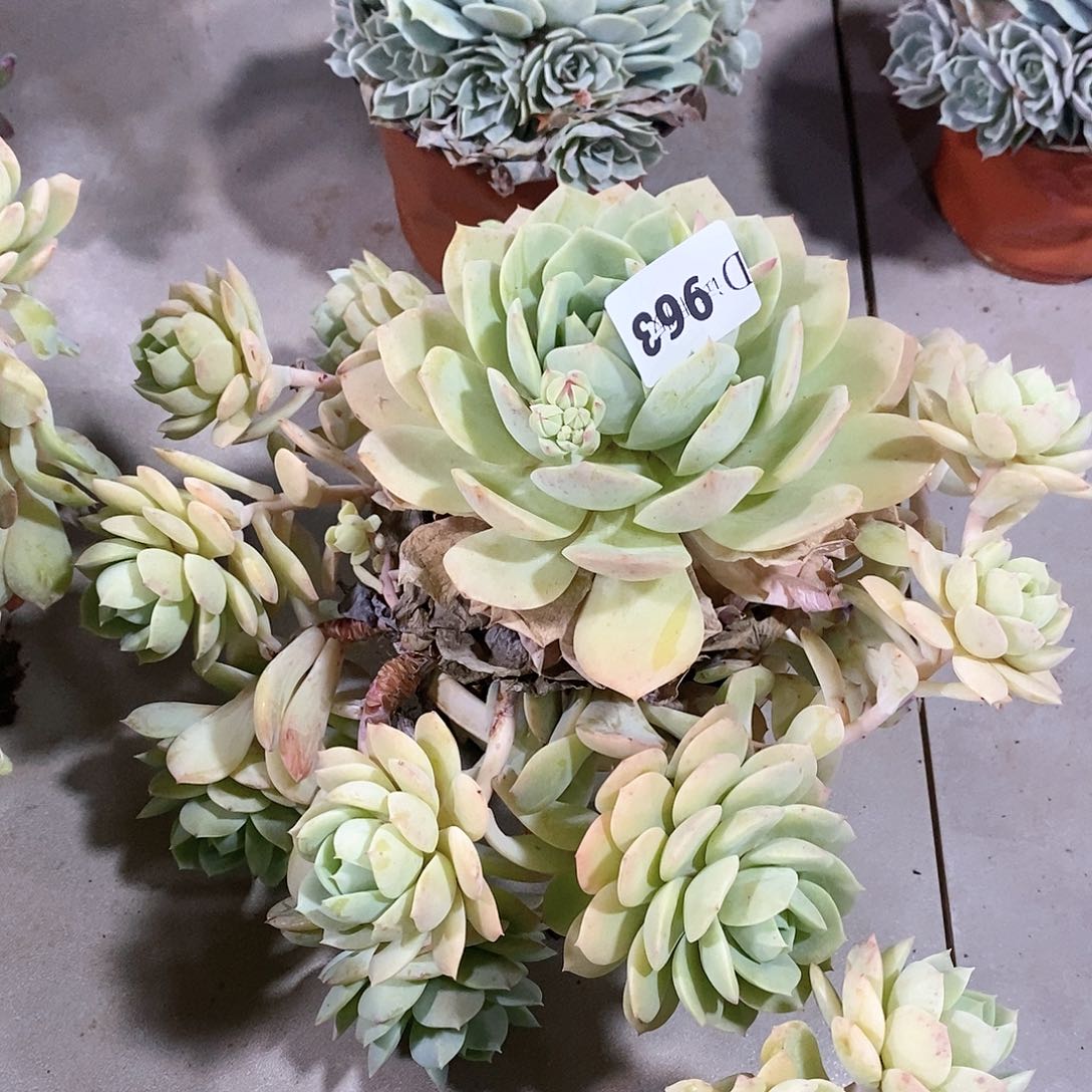 l****n963恋曲多肉植物