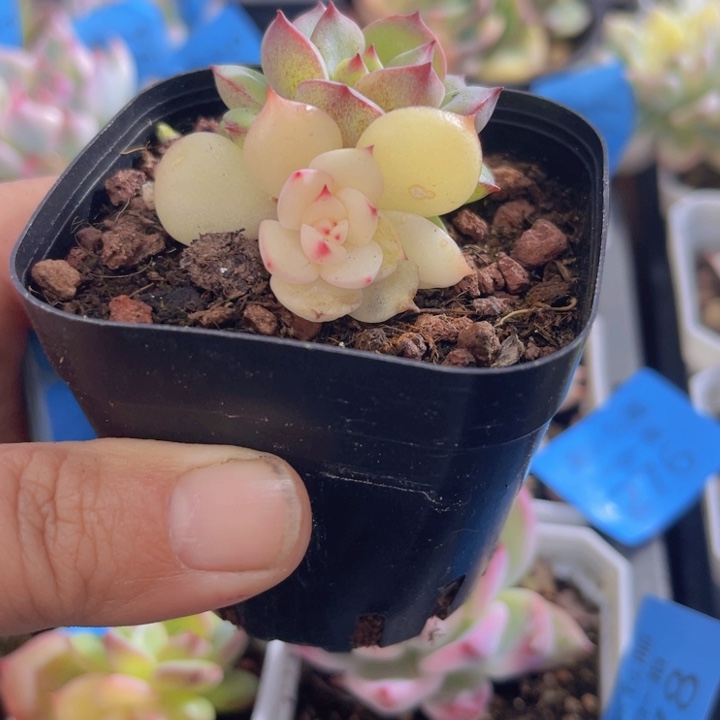 三文鱼锦多肉植物279