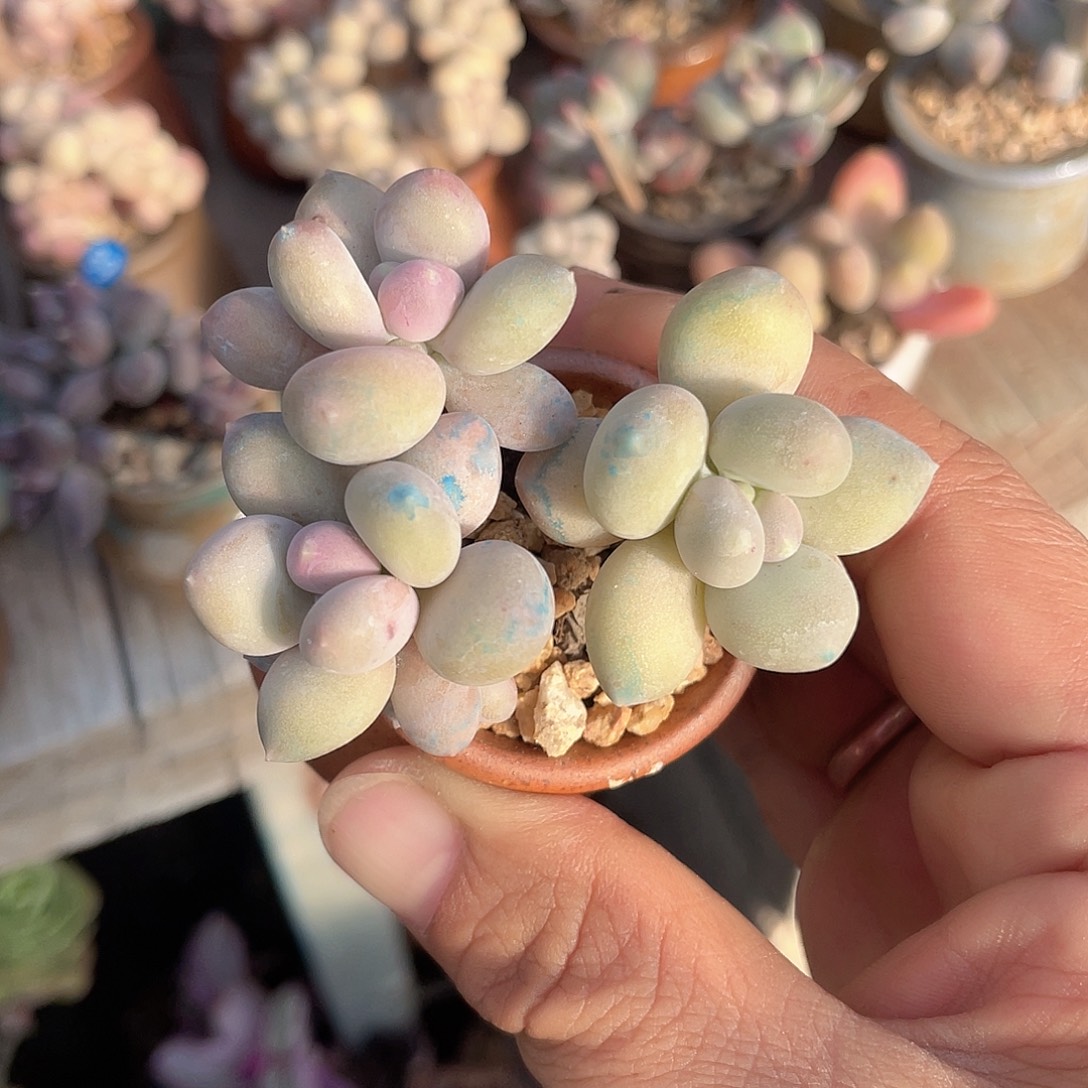 溜溜球 脱土发货 4口盆